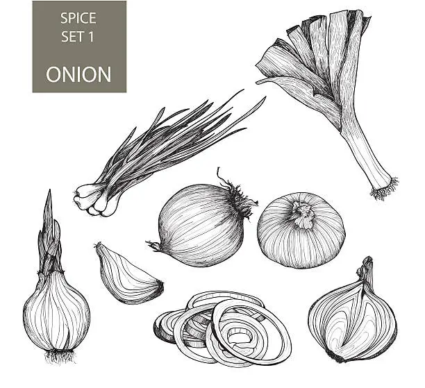 Vector illustration of Illustrations of various types and forms of onions