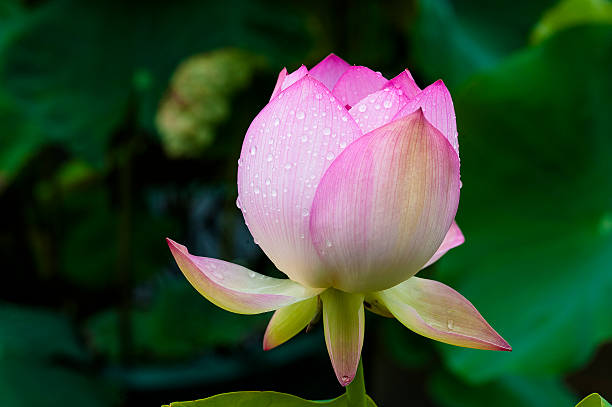 istock Blooming lotus under the rain 457855777