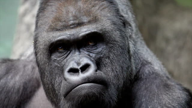 1.900+ Gorilla - Lizenzfreie 4K- und HD Stock Videos - iStock | Affe,  Schimpanse, Löwe