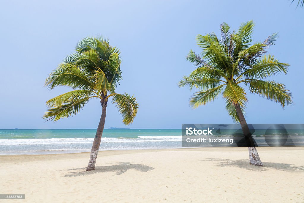 coconut plam trees beach of Sanya Tree Stock Photo
