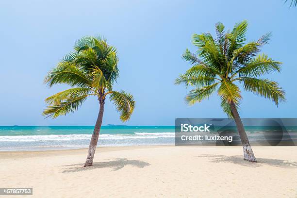Coconut Plam Trees Stock Photo - Download Image Now - Tree, Beach, Backgrounds