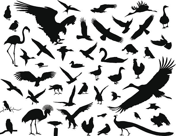 ptaki zestaw - silhouette feather vector white stock illustrations