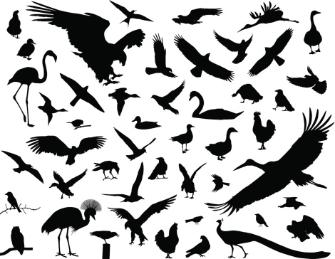 Birds vector silhouettes set. EPS 10