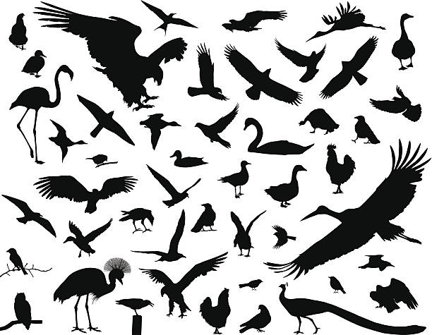 Birds set Birds vector silhouettes set. EPS 10 silhouette of a free animals stock illustrations