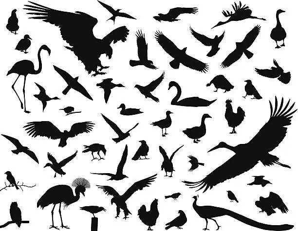 Vector illustration of Birds set