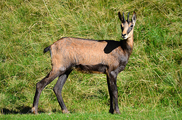 istock Chamois, Chamonix, France 457866451