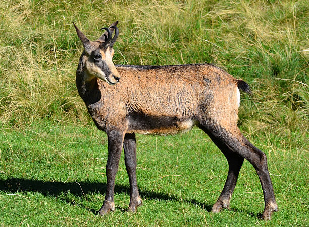 istock Chamois, Chamonix, France 457866485