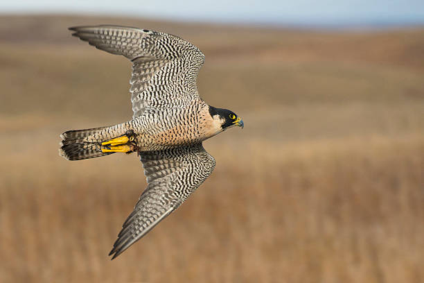 sokół wędrowny - peregrine falcon zdjęcia i obrazy z banku zdjęć