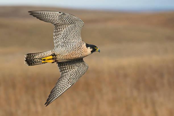 сапсан - peregrine falcon фотографии стоковые фото и изображения