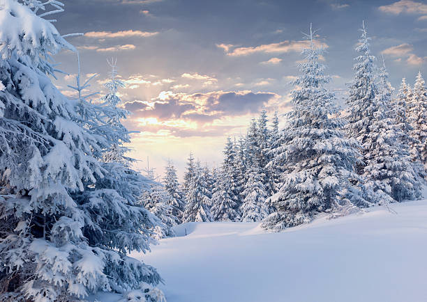 Sunny winter morning in the mountain forest. stock photo