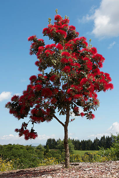 Pohutukawa tree in full bloom stock photo