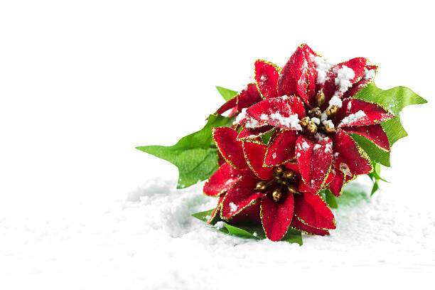 Christmas poinsettia with snow stock photo