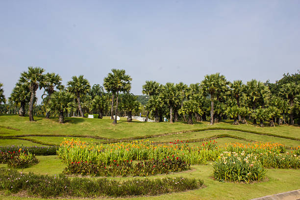 istock tropical garden in thailand 457899471
