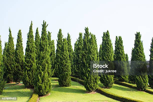 Photo libre de droit de Pin Jardin Avec Ciel Bleu banque d'images et plus d'images libres de droit de A la mode - A la mode, Arbre, Banlieue pavillonnaire