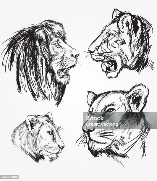 Lion De Croquis Vecteurs libres de droits et plus d'images vectorielles de Lion - Lion, Dessin, Illustration