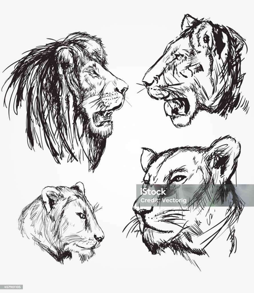 Lion szkice - Grafika wektorowa royalty-free (Lew - Wielki kot)