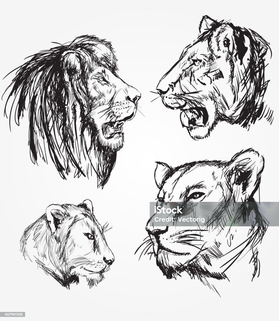 Lion Sketches Simple Lion Sketches  Lion - Feline stock vector