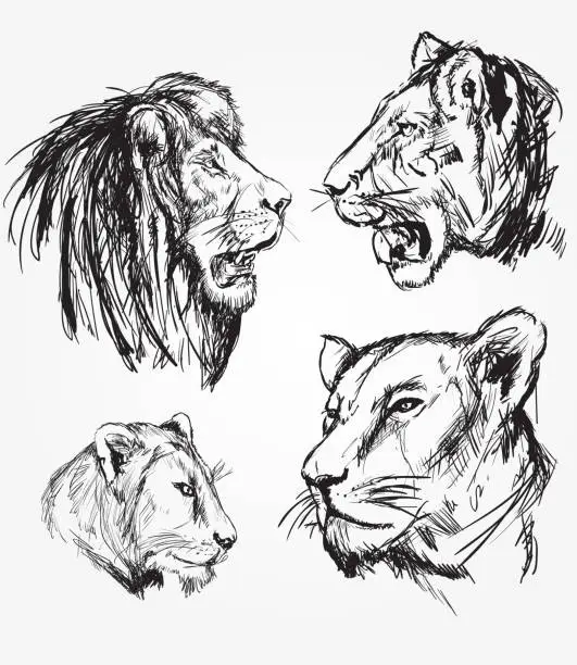 Vector illustration of Lion Sketches