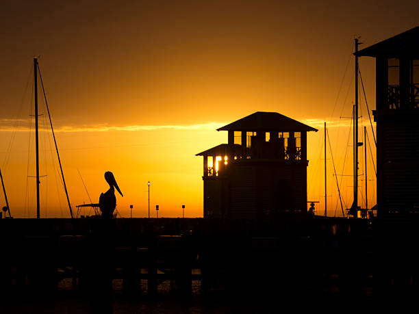 Pelican en Gulfport pequeñas embarcaciones de recreo Harbor at Sunrise - foto de stock