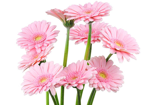 istock Bunch of gerber flowers 457918785