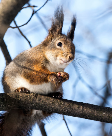 Red squirrel posed on tree branch