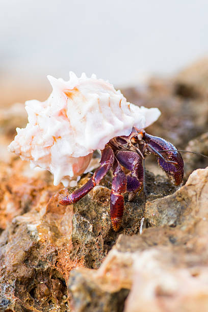 bernardo-eremita - hermit crab pets animal leg shell imagens e fotografias de stock