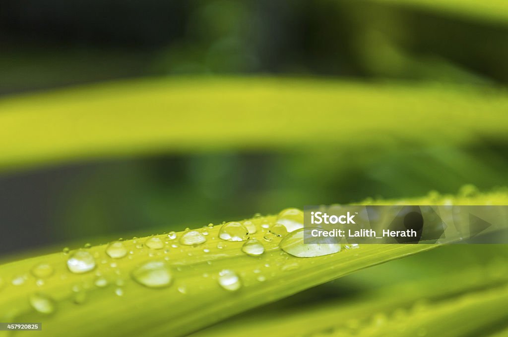 Капли воды на зеленый - Стоковые фото Абстрактный роялти-фри