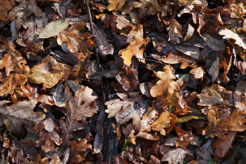 This is the leaf litter on a mixed forest floor, including twigs, oak, hawthorn and other leaves. All will slowly rot into the damp earth, making a fertile mulch that other things can grow on. Below: more examples of leaf litter on woodland floors.