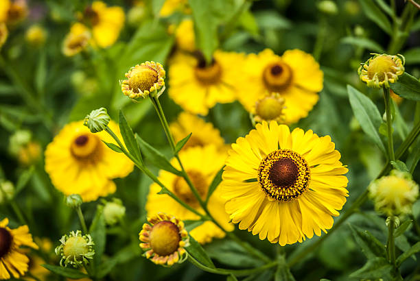 helenium kwiaty - marbury zdjęcia i obrazy z banku zdjęć