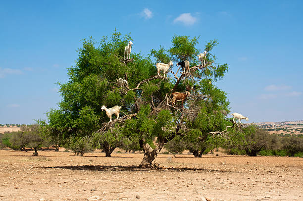 istock Goats on tree eating argan, in Marocco 457927927