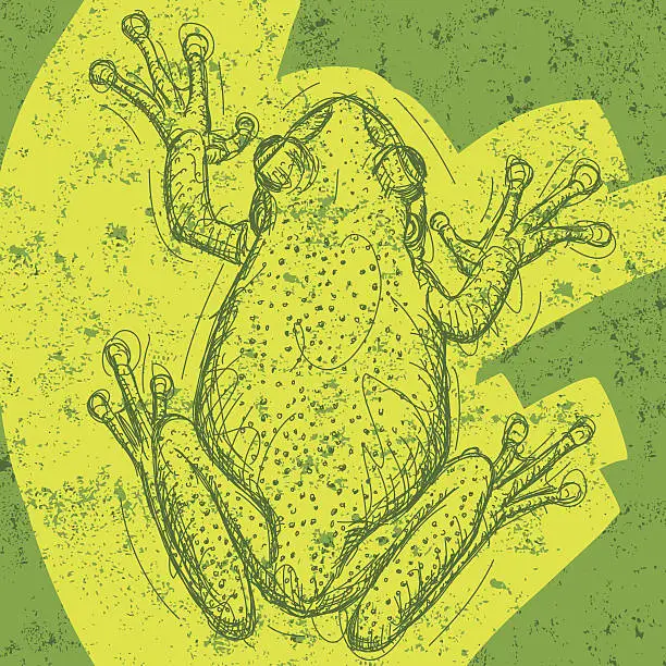 Vector illustration of frog background