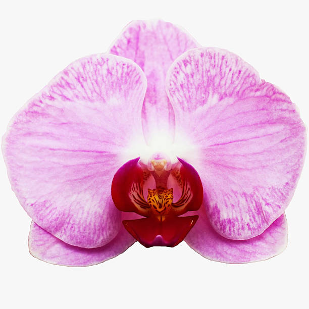 istock Beautiful wild orchid color. 457931931