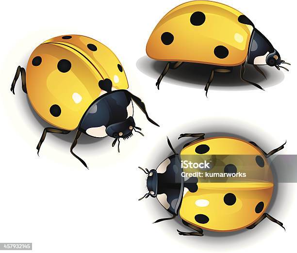 Yellow Lady Bird Stock Illustration - Download Image Now - Animal ...