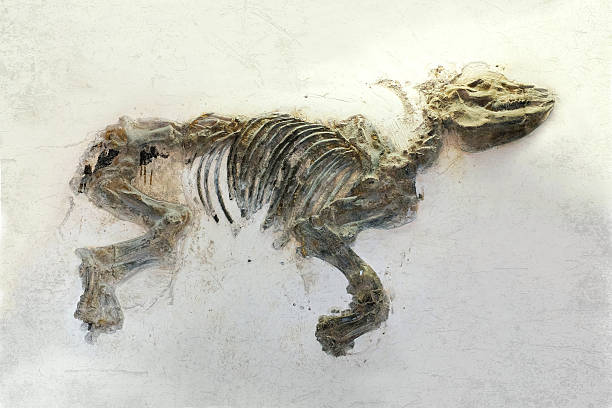 istock Fossils of ancient rhino 457935827