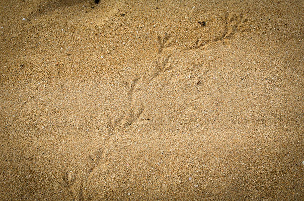 Bird  footprints in the beach stock photo