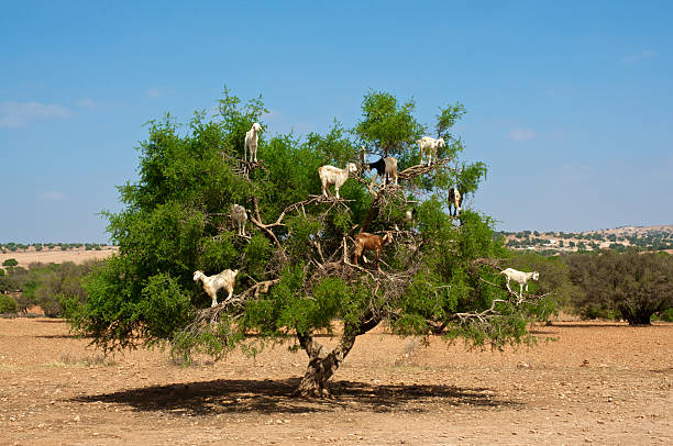 istock Goats on tree eating argan, in Marocco 457944783