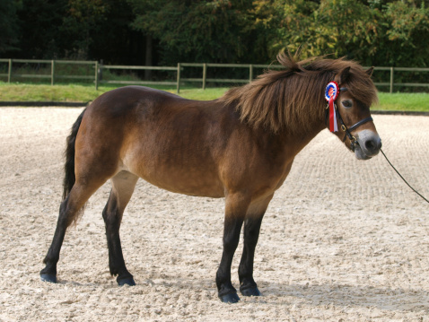 A winning Exmoor pony stood up in the show ring.