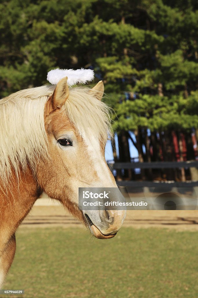 Cavalo loira vestindo pronto para aprontar halo em farm - Foto de stock de Animal de Fazenda royalty-free