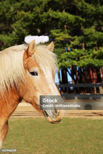 Foto de Cavalo Loira Vestindo Pronto Para Aprontar Halo Em Farm e mais fotos de stock de Animal de Fazenda