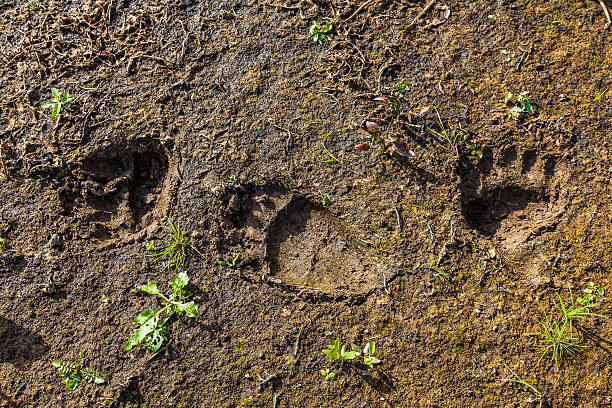 istock Fresh tracks of a wild bear 457946465
