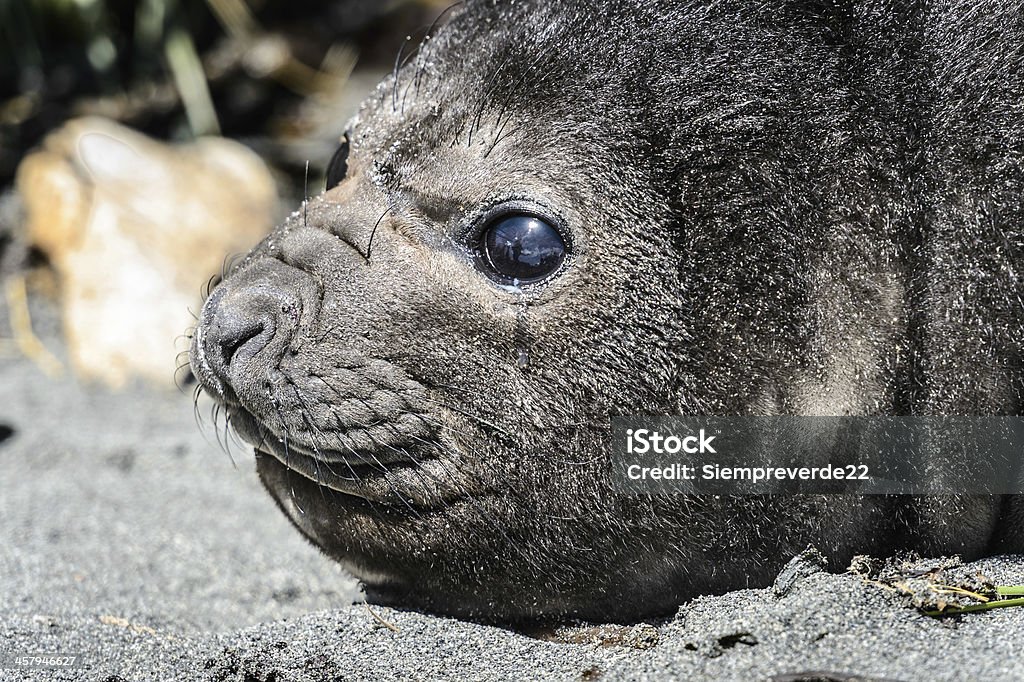 Otarie à fourrure de l'Atlantique et ses jolis yeux. - Photo de Antarctique libre de droits