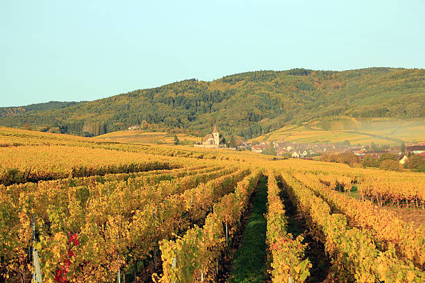 istock Vineyard of Alsace in Hunawihr 457946631
