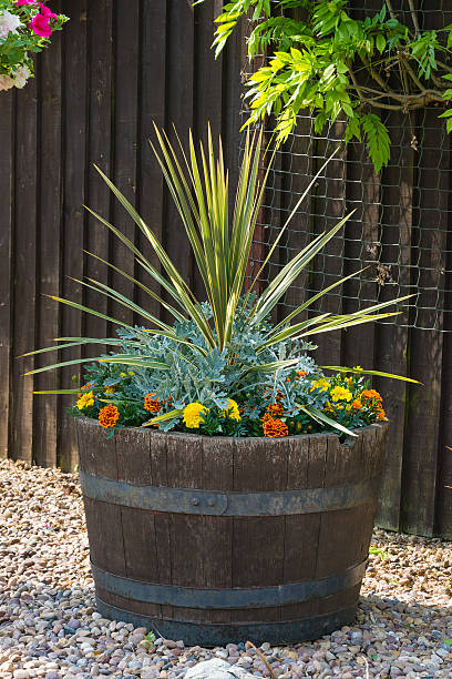 Cordyline planted in an oak barrel