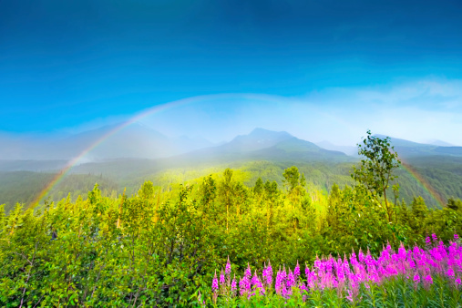 An Alaskan field of fireweed and trees with a beautiful rainbow.  RM
