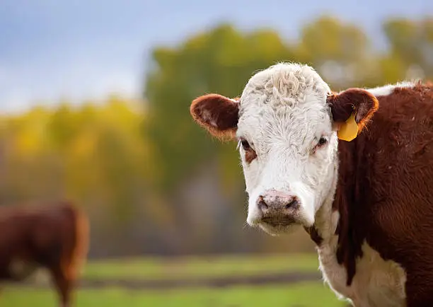 Close-up of a Hereford cow standing in the pasture on an autumn day.