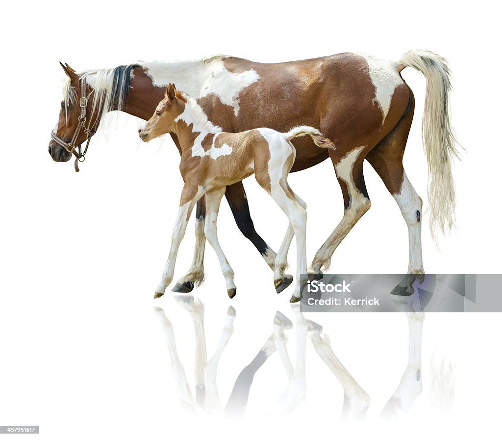 Pinto mare und Neugeborene Fohlen-isoliert auf weiss - Lizenzfrei Fohlen Stock-Foto