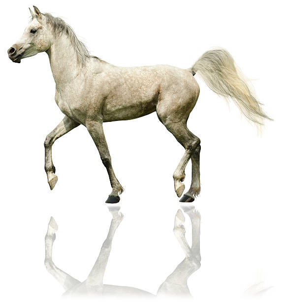 アラビア馬スタリオン-白で分離 - horse arabian horse arabia white ストックフォトと画像