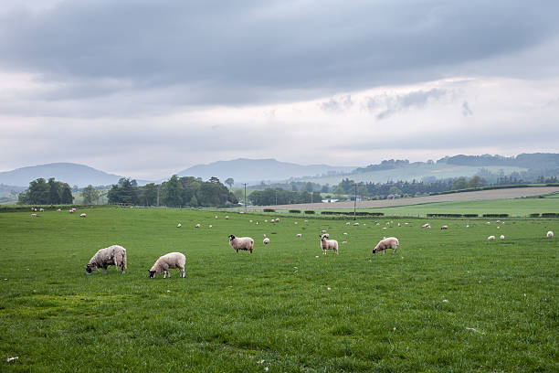 istock Scotland landscape and meadows with sheep 457960201