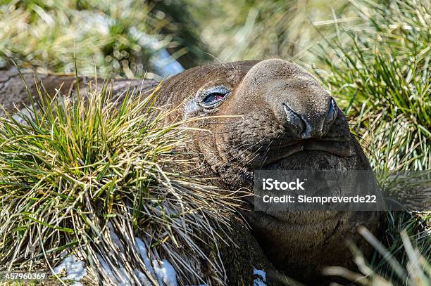 Photo libre de droit de Éléphant De Mer Avec Une Entière Satisfaction banque d'images et plus d'images libres de droit de Antarctique - Antarctique, Climat, Faune