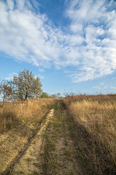 istock Autumn road in field to the sky. 457964429